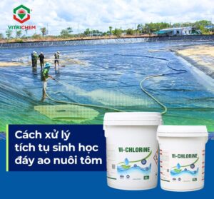 Ứng dụng phương pháp xử lý tích tụ sinh học giúp nâng cao hiệu quả xử lý nước ao nuôi tôm- Ảnh 1.