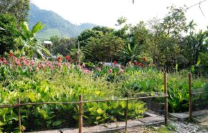 Xử lý nước thải sinh hoạt bằng công nghệ sinh thái, tạo cảnh quan xanh - Ảnh 1.