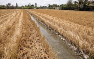 Theo dự báo, từ giữa tháng 3 năm nay, tình trạng xâm nhập mặn trên các sông sẽ gia tăng mạnh. (Ảnh minh họa)