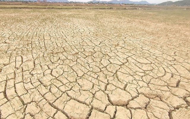 Nam Trung Bộ: Phải dừng sản xuất gần 1.500 ha lúa do thiếu nước - Ảnh 1.