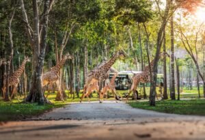 Những “hành khách” đặc biệt, bay chuyên cơ tới Safari giữ “kỷ lục kép” của Vinpearl giờ ra sao? - Ảnh 1.