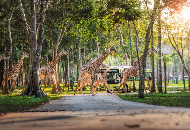 Những “hành khách” đặc biệt, bay chuyên cơ tới Safari giữ “kỷ lục kép” của Vinpearl giờ ra sao? - Ảnh 1.